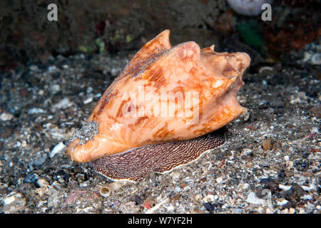 Bat Spiralgehäuse räuberischen Seeschnecke (Cymbiola vespertilio) Lembeh Strait, Nord Sulawesi, Indonesien. Stockfoto