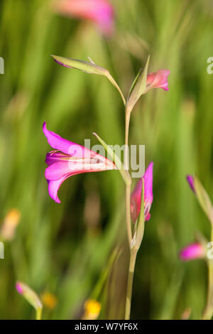 Feld Gladiolen (Gladiolus italicus) Blüte, Peloponnes, Griechenland. April. Stockfoto