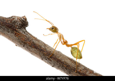 Green Tree ant (Oecophylla smaragdina) auf Zweig, Queensland, Australien. meetyourneighbors.net Projekt Stockfoto