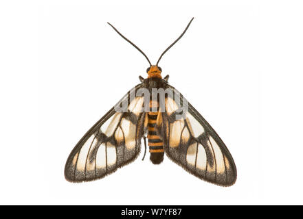 Tiger Moth (Amata sp), Queensland, Australien. meetyourneighbors.net Projekt Stockfoto