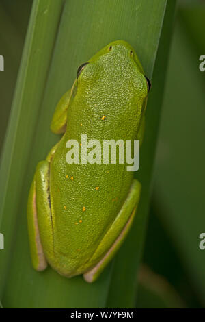 Amerikanische green Treefrog (Hyla cinerea), Virginia, USA, September. Stockfoto