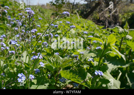 Holz Vergißmeinnicht (Myosotis sylvatica) Blühende am Flussufer, Cornwall, UK, April. Stockfoto