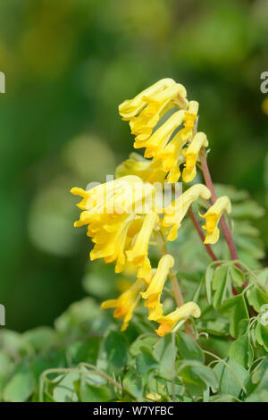 Corydalis Gelb/Gelb (fumitory Pseudofumaria lutea/Corydalis lutea), einer alpinen Arten eingebürgert in Großbritannien, Blüte an einer Wand, Lacock, Wiltshire, UK, Mai. Stockfoto