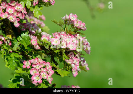 Weißdorn Blüten (Rosa moschata), Rosa Formular, Wiltshire, UK, Mai. Stockfoto