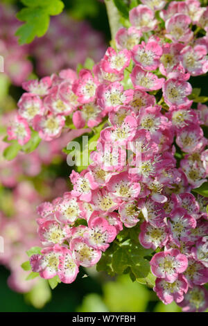 Weißdorn Blüten (Rosa moschata), Rosa Formular, Wiltshire, UK, Mai. Stockfoto