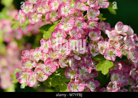 Weißdorn Blüten (Rosa moschata), Rosa Formular, Wiltshire, UK, Mai. Stockfoto