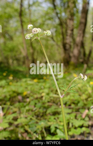 Sanicle Sanicle/Holz (Sanicula europaeae) Blütezeit im alten Wald Unterwuchs, GWT untere Holz finden, Gloucestershire, UK, Mai. Stockfoto