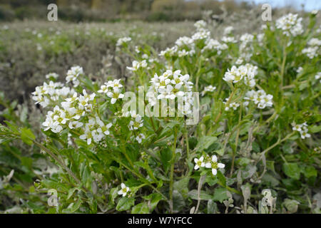 Englisch Skorbut - Gras/Long-leaved Skorbut Gras (Cochlearia anglica) Blühende auf saltmarsh neben eine Flutwelle Creek, Kamel Mündung, Wadebridge, Cornwall, UK, April. Stockfoto