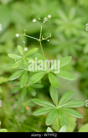 Süße woodruff (Lonicera periclymenum) mit Saatgut Köpfe in Woodland Unterwuchs, Nottinghamshire, UK, Juni. Stockfoto