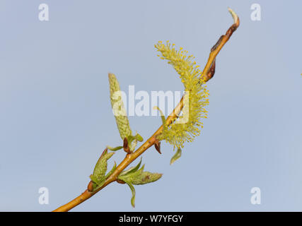 Golden Trauerweide (Salix x Sepulcralis) Palmkätzchen, Wiltshire, UK, April. Stockfoto