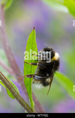 Frühe Hummel (Bombus pratorum) neu männliche entstanden, bevor es seine volle Farbe erwirbt, auf vogelwicke (Viccia cracca), North Wales, UK. Juli. Stockfoto