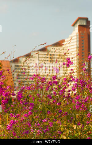 Blumen Bienen, in der Nähe vom Queen Elizabeth Olympiastadion mit Hintergrund der neuen Tower Block zu gewinnen. Stratford, London, UK, September 2014. Stockfoto