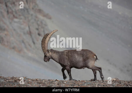 Alten männlichen Steinböcke (Capra ibex) zu Fuß über dem Tal der Ubaye, Alpen, Queyras, Frankreich, August. Stockfoto