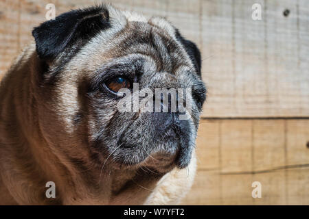 Closeup Portrait von wunderschönen Mops mop Carlino reine Rasse Holz Hintergrund closeup blankspace copyspace Stockfoto