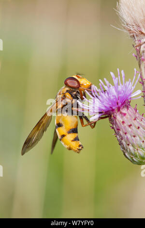 Hornet - Hoverfly Mimic (Volucella zonaria) Weiblich, Sutcliffe Park Nature Reserve, Eltham, London, August. Stockfoto