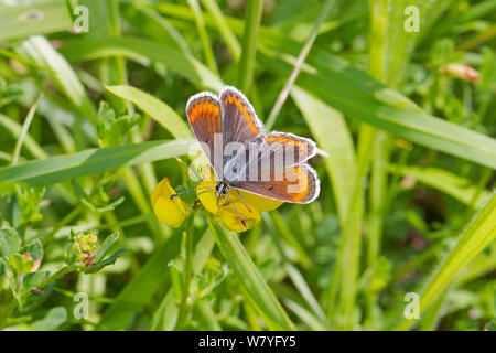 Braun (Plebeius argus Schmetterling agestis) Schmetterling, Weibchen auf Aubergine eierfrucht Hutchinson&#39;s Bank, New Addington, Croydon, London, England, UK, Juni. Stockfoto