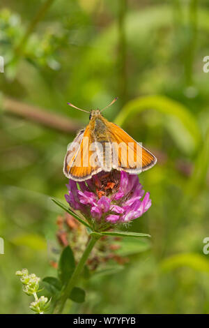 Weibliche Große skipper Schmetterling (Ochlodes venatus) auf Distel, Hutchinson&#39;s Bank, New Addington, Croydon, London, England, UK, Juni. Stockfoto