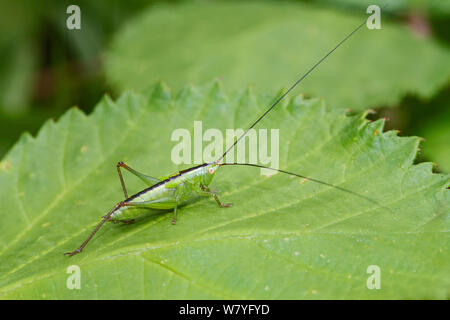 Männliche kurz- geflügelte Pfeilspitze (Conocephalus dorsalis) Brockley Friedhof, Lewisham, South East London, England, Großbritannien, Juli. Stockfoto