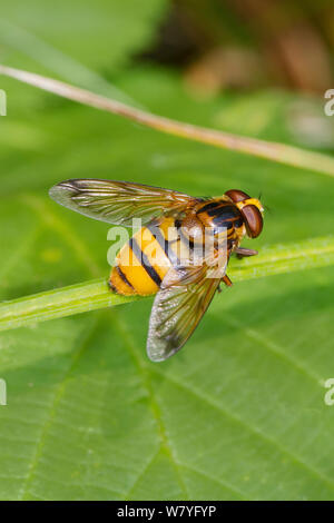 Hornet - mimic Hoverfly (Volucella inanis) Brockley Friedhof, Lewisham, South East London, England, UK, August. Stockfoto