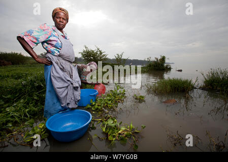 Frauen mit Auswaschen Schalen waten See über invasive Wasserhyazinthe (Eichhornia crassipes) Kisumu Region zu erreichen, den Viktoriasee, Kenia, Dezember 2013. Stockfoto