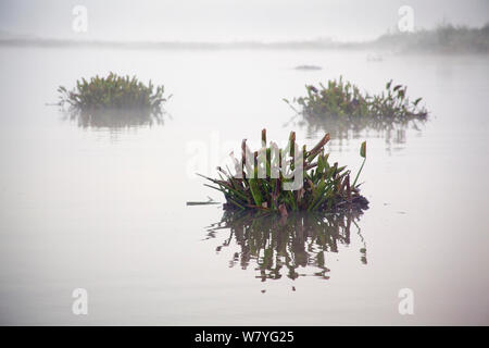 Von Klümpchen sehr invasive Wasserhyazinthe (Eichhornia Crassipes) floating am Viktoriasee, Kenia, April 2013. Stockfoto