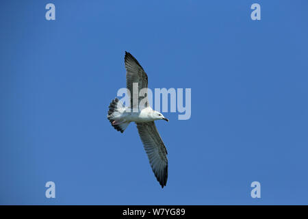 Caspian Gull (Larus cachinnans) im Flug, Dobrogea, Tulcea, Donaudelta, Rumänien, September. Stockfoto