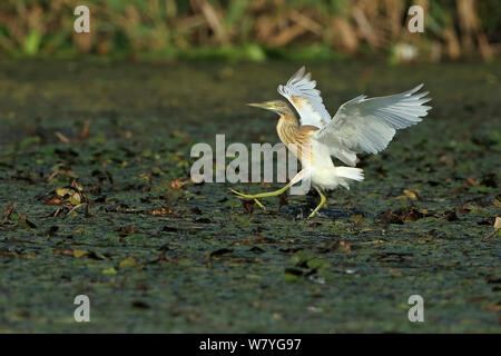 Squacco Heron (Ardeola ralloides) Landung, Rumänien, September. Stockfoto