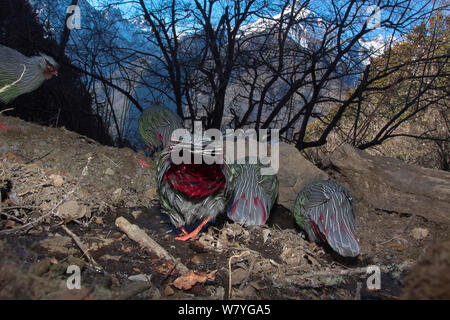 Blut Fasan (Ithaginis cruentus) Herde Trinken Vom kleinen Bach, Lantsang Mekong Fluss, Berg Kawakarpo, Meri Snow Mountain National Park, Provinz Yunnan, China, Januar. Mit Fernbedienung Kamera genommen. Stockfoto