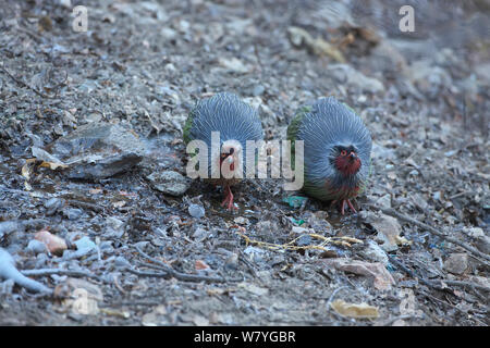 Blut Fasan (Ithaginis cruentus) Trinken Vom kleinen Bach, Lantsang Mekong Fluss, Berg Kawakarpo, Meri Snow Mountain National Park, Provinz Yunnan, China, Januar. Stockfoto