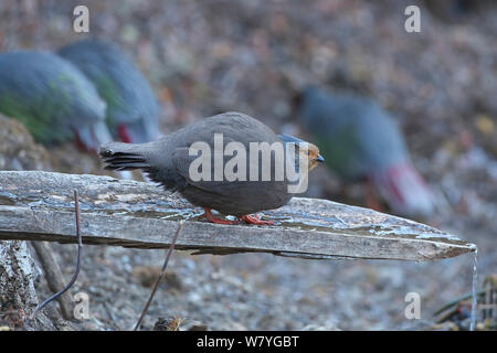 Blut Fasan (Ithaginis cruentus) Trinken Vom kleinen Bach, Lantsang Mekong Fluss, Berg Kawakarpo, Meri Snow Mountain National Park, Provinz Yunnan, China, Januar. Stockfoto