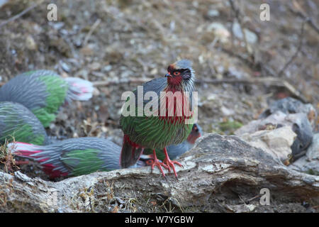 Blut Fasan (Ithaginis cruentus) Trinken Vom kleinen Bach, Lantsang Mekong Fluss, Berg Kawakarpo, Meri Snow Mountain National Park, Provinz Yunnan, China, Januar. Stockfoto