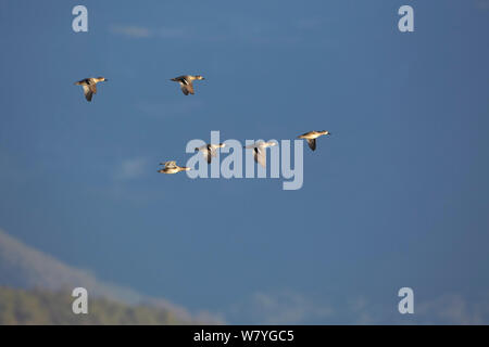 Gemeinsame teal (Anas crecca) Gruppe von sechs im Flug, Lijiang, Yunnan, China, Januar 2014. Stockfoto