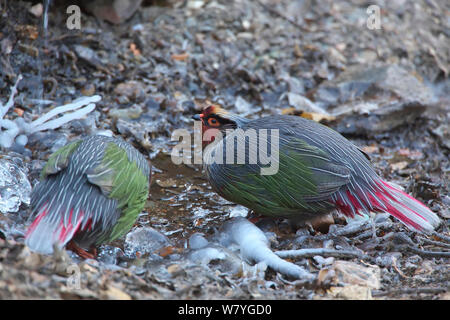 Blut Fasan (Ithaginis cruentus) Trinken auf dem Boden sind, Lantsang Mekong Fluss, Berg Kawakarpo, Meri Snow Mountain National Park, Provinz Yunnan, China, Januar. Stockfoto