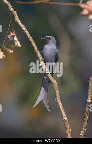 Ashy drongo (Dicrurus leucophaeus) thront, Provinz Yunnan, China, Februar. Stockfoto