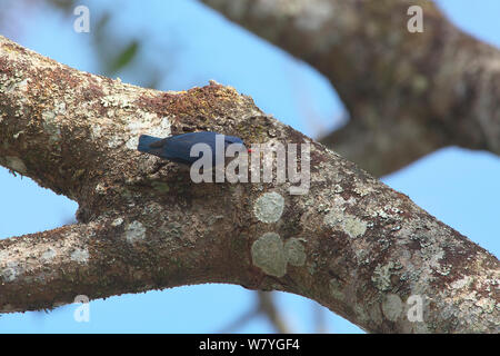 Samt-fronted Kleiber (Sitta frontalis) auf Baumstamm, Ruili County, dehong Dai und Jingpo Autonomen Präfektur, Provinz Yunnan, China, Februar. Stockfoto