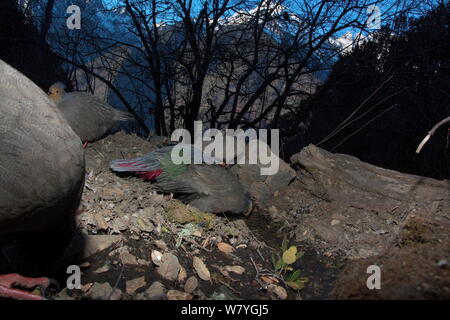 Blut Fasan (Ithaginis cruentus) Trinken Vom kleinen Bach, Lantsang Mekong Fluss, Berg Kawakarpo, Meri Snow Mountain National Park, Provinz Yunnan, China, Januar. Mit Fernbedienung Kamera genommen. Stockfoto