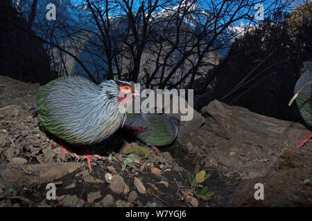 Blut Fasan (Ithaginis cruentus) Trinken Vom kleinen Bach, Lantsang Mekong Fluss, Berg Kawakarpo, Meri Snow Mountain National Park, Provinz Yunnan, China, Januar. Mit Fernbedienung Kamera genommen. Stockfoto