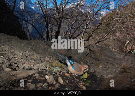 Eurasischen Eichelhäher (Garrulus glandarius) Trinken Vom kleinen Bach, Lantsang Mekong Fluss, Berg Kawakarpo, Meri Snow Mountain National Park, Provinz Yunnan, China, Januar. Mit Fernbedienung Kamera genommen. Stockfoto