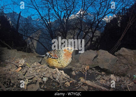 Riesige lachen Thrush (Garrulax maximus) den Stream von Lantsang Mekong Fluss, Berg Kawakarpo, Meri Snow Mountain National Park, Provinz Yunnan, China, Januar. Mit Fernbedienung Kamera genommen. Stockfoto