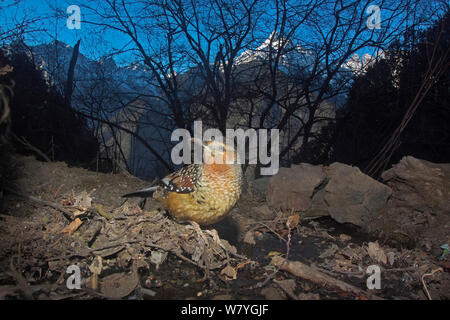 Riesige lachen Thrush (Garrulax maximus) den Stream von Lantsang Mekong Fluss, Berg Kawakarpo, Meri Snow Mountain National Park, Provinz Yunnan, China, Januar. Mit Fernbedienung Kamera genommen. Stockfoto