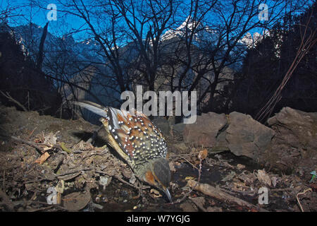 Riesige lachen Thrush (Garrulax maximus) trinken vom Strom der Lantsang Mekong Fluss, Berg Kawakarpo, Meri Snow Mountain National Park, Provinz Yunnan, China, Januar. Mit Fernbedienung Kamera genommen. Stockfoto