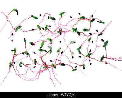 Sprossen von Lila Steinbrech (Saxifraga oppositifolia) auf weißem Hintergrund. Stockfoto