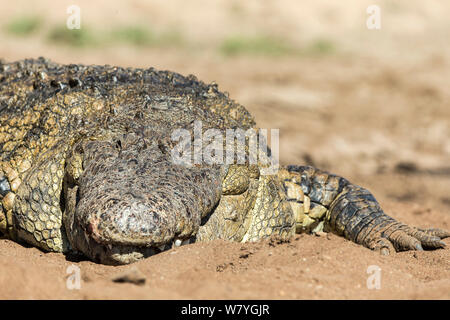 Nilkrokodil (Crocodylus niloticus) Aalen in Sonne, Masai Mara, Kenia, Oktober. Stockfoto