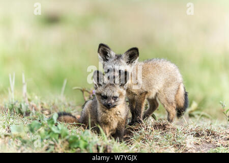 Bat-eared Fox (Otocyon Megalotis) Welpen in der Nähe von Den, Masai Mara, Kenia, November. Stockfoto