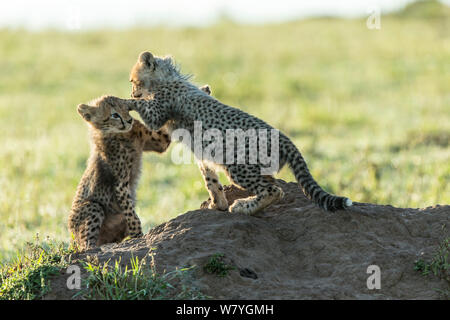 Gepard (Acinonyx jubatus) 4 Monate Jungen spielen, Masai Mara, Kenia, Oktober. Stockfoto