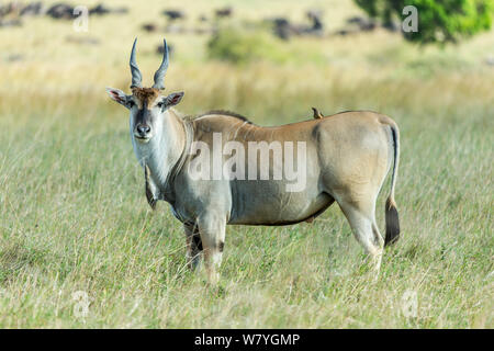 Kap elenantilope (taurotragus Oryx) männlich mit oxpecker, Masai Mara, Kenia, September. Stockfoto