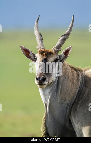 Kap elenantilope (taurotragus Oryx) männlich, Masai Mara, Kenia, November. Stockfoto