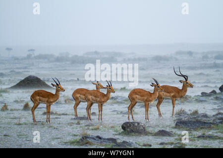 Impala (Aepyceros melampus) Männer im Sturm, Masai Mara, Kenia, September. Stockfoto