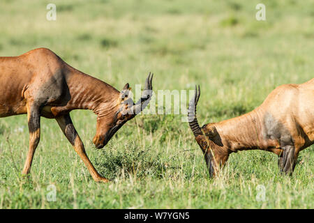 Topi (Damaliscus Korrigum) Männer kämpfen, Masai Mara Game Reserve, Kenia, Oktober. Stockfoto