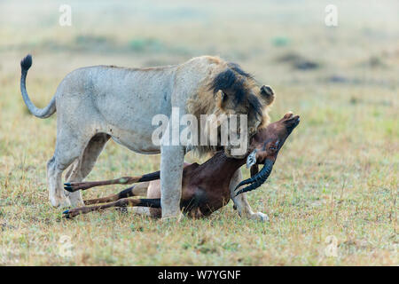 Löwe (Panthera leo) männlich Durchführung Topi (Damaliscus korrigum), Masai Mara, Kenia, September. Stockfoto